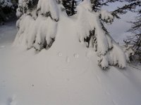 019-auch heuer ist er wieder da, der freundliche Hochlantschruebezahl