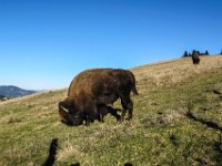 012 - starkes Stueck