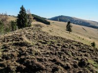027 - die Wildschweine haben wieder ganze Arbeit geleistet