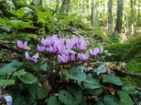 017 - Zyklamen am Weg