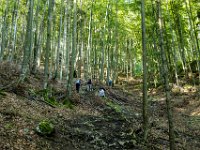 018 - durch schoenen Buchenwald nach oben