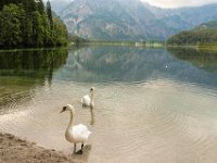 042 - Schwanenbesuch