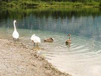 044 - Schwanenfamilie