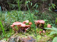 050 - Schwammerlzeit