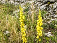 058 - aber wunderschoene Blumen