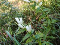 089 - seltener weisser Schwalbenwurzenzian