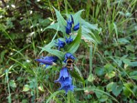 091 - ueber den blauen Schwalbenwurzenzian macht sich eine Hummel breit