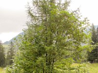 118 - Wachholder - Laerche und Bergahorn auf einem kleinen Felsen