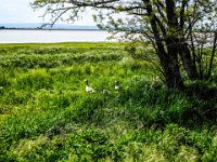 019-und wieder Gaense