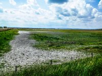 025-Gaense und Schafherde