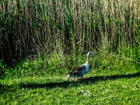 060-und die Gaense begruessen uns