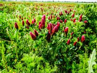 070-und bluehender Klee