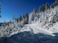 008 - auf der Forststrasse