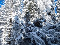 012 - nur die Spuren vom Wild sind vor mir