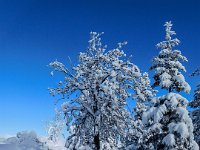 024 - noch eine Eberesche