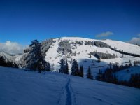 030 - gegenueber der Friesenkogel mit den Bisons