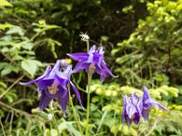 001 - Alpen-Akelei (Aquilegia alpina)