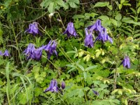 002 - Alpen-Akelei (Aquilegia alpina)