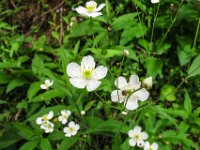 004 - Eisenhutblaettrige Hahnenfuss (Ranunculus aconitifolius)