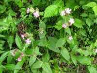 005 - Rote Lichtnelke (Silene dioica)