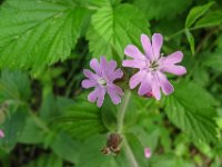 006 - Rote Lichtnelke (Silene dioica)