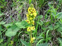 007 - Schwarze Koenigskerze (Verbascum nigrum)
