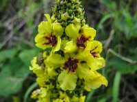 008 - Schwarze Koenigskerze (Verbascum nigrum)