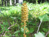 009 -  Vogel-Nestwurz  (Neottia nidus-avis)