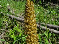 010 -  Vogel-Nestwurz (Neottia nidus-avis)