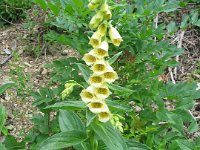 011 - Gelber Fingerhut (Digitalis lutea)