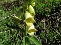 012 -  Gelber Fingerhut (Digitalis lutea)
