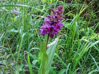 013 -  Fleischfarbenes Knabenkraut (Dactylorhiza incarnata)