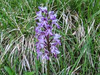 015 -  Helm-Knabenkraut (Orchis militaris)