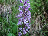 016 -  Helm-Knabenkraut (Orchis militaris)