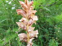 017 - gelbe Sommerwurz  (Orobanche lutea)