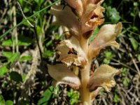 018 -  Gelbe Sommerwurz (Orobanche lutea)