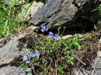 021 -  Felsen-Ehrenpreis (Veronica fruticans)