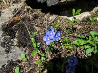 022 -  Felsen-Ehrenpreis (Veronica fruticans)