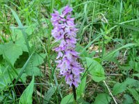 023 -  Stattliches Knabenkraut (Orchis mascula)