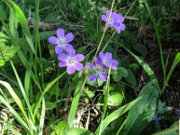 025 -  Wald-Storchschnabel (Geranium sylvaticum)