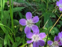 026 -  Wald-Storchschnabel (Geranium sylvaticum)