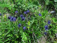 029 -  Kugelige Teufelskralle (Phyteuma orbiculare).jpg