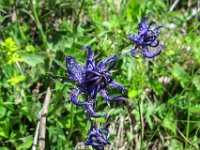 030 -  Kugelige Teufelskralle (Phyteuma orbiculare).jpg