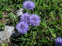 033 -  Nacktstaengelige Kugelblume (Globularia nudicaulis)