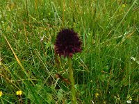 037 - Schwarzes Kohlroeschen (Nigritella nigra)1