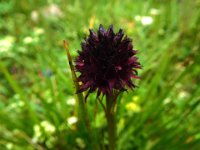 038 - Schwarzes Kohlroeschen (Nigritella nigra)