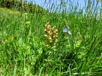 039 -  Zwergorchis (Chamorchis alpina)