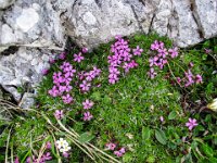 042 -  Staengelloses Leimkraut (Silene acaulis)