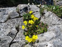 043 -  Sonnenroeschen (Helianthemum)
