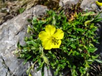 044 -  Sonnenroeschen (Helianthemum)